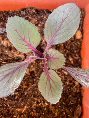Young red cabbage plant with fuchsia-colored stems and foliar nerves and dark green leaves. Overhead view of Brassica oleracea seedling. Concept of growing vegetables and developing plants.