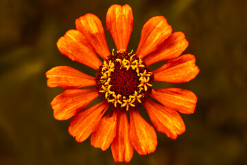 Beautiful orange flower in summer, top view close-up.
