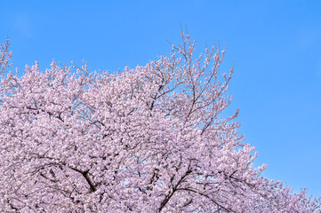 満開の桜 