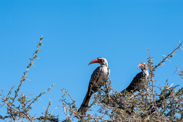 Closeup of two Southern red-billed hornbills -Tockus rufirostris- sitting on a branch of a tree in Etosha National Park, Namibia.