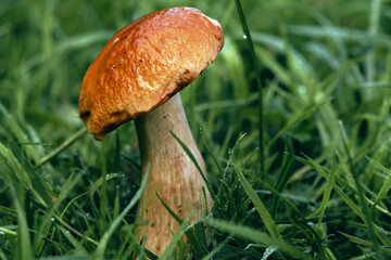 White mushroom close-up grows in the grass. Mushroom picking.