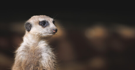 Suricata vigilando a depredadores.