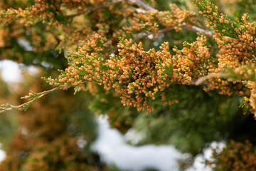 Close-up of spring bright leaves Japanese Sugi pine Cryptomeria Japonica or Cupressus japonica. Japanese cedar or redwood grows in Arboretum Park Southern Cultures in Sirius Adler .