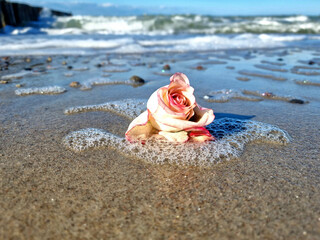 Rose am Ostseestrand von einer Seebestattung