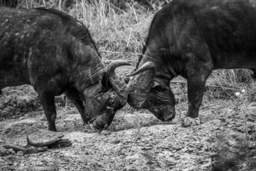 Two African buffalo bulls fighting.