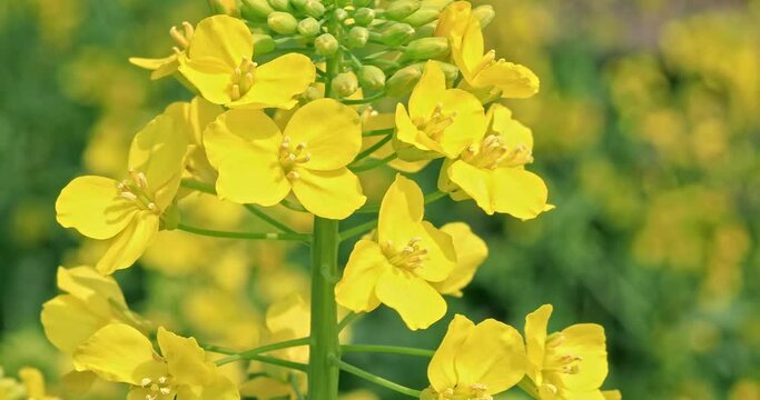 Yellow rape flowers bloom in spring. 4K real time footage.