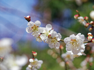 淡く咲く白い梅の花