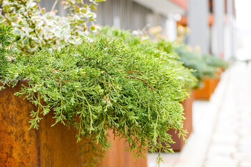 Green plants in corten flower pot close up.
