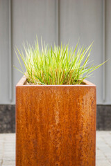 Green grass in corten flower pot close up.