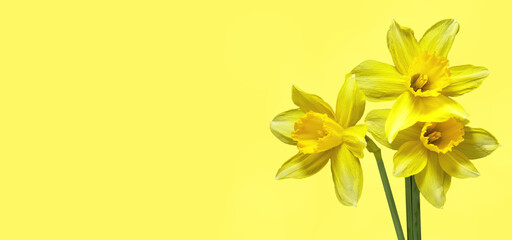 Spring flower daffodils or narcissus blooming on yellow background.