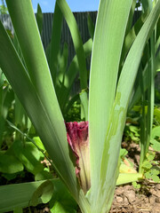 Obraz premium A ugly bud of dark purple iris lit by sunlight in a summer garden