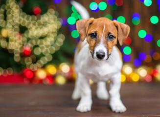 A small puppy of Jack Russell breed stands at home on a wooden floor against the background of a Christmas tree decorated for Christmas. Merry christmas concept. Christmas postcard. Holiday invitation - obrazy, fototapety, plakaty