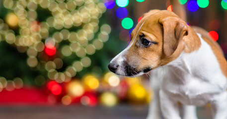 A small puppy of Jack Russell breed stands at home on a wooden floor against the background of a Christmas tree decorated for Christmas. Merry christmas concept. Christmas postcard. Holiday invitation