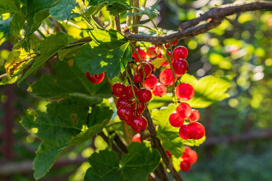 A bunch of currants illuminated by the sun