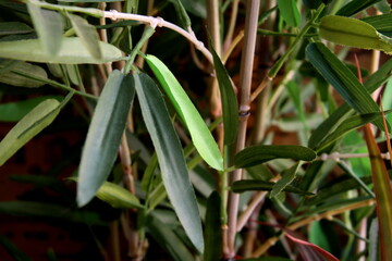 close up of a plant