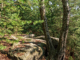 Kohlberg in der Sächsischen Schweiz - Felsplateau und Bäume