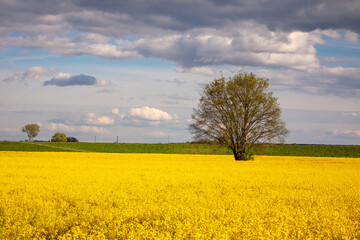 Krajobraz © Sagittarius