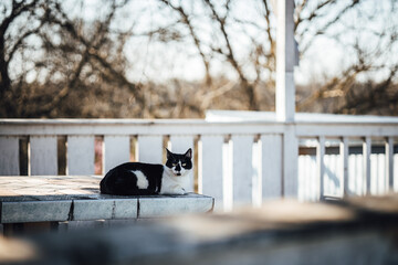 Closeup of domestic shorthair cat sitting on the porch of house - Powered by Adobe