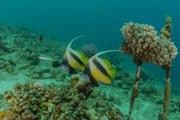 Fish swim in the Red Sea, colorful fish, Eilat Israel
