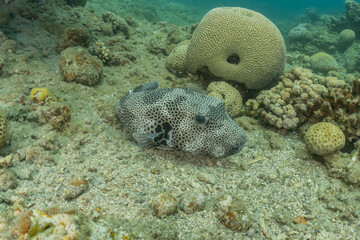 Fototapeta premium Fish swim in the Red Sea, colorful fish, Eilat Israel 