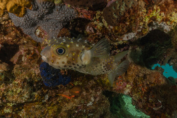 Fish swim in the Red Sea, colorful fish, Eilat Israel
