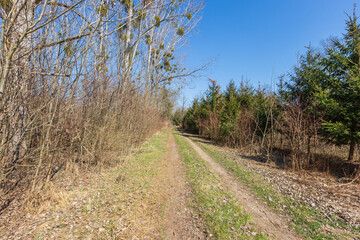 Spring landscape. Trees grow around the road. The sky is blue.