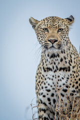 Close up of a female Leopard's head.