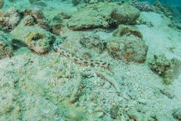 Obraz premium Tiger Snake Eel in the Red Sea Colorful and beautiful, Eilat Israel