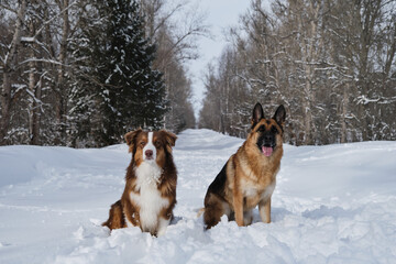 Domestic dogs on walk. Two German and Australian Shepherds are best friends sitting next to each other in winter on snowy forest village road. Aussie puppy red tricolor and adult shepherd.