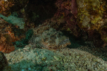 Fish swim in the Red Sea, colorful fish, Eilat Israel
