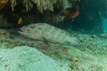 Fish swim in the Red Sea, colorful fish, Eilat Israel
