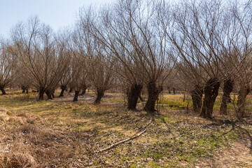 Spring landscape with water. Willows grow around the water.