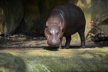 Photography of a pygmy hippopotamus