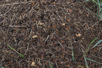 Fototapeta premium Wood Ant Anthill. Close-up of the army of red ants crawling in the nest, made from branches, seeds and straw