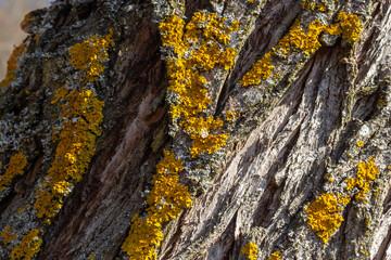 Orange lichen, yellow scale, maritime sunburst lichen or shore lichen, Xanthoria parietina, is a foliose or leafy lichen. Intensive color of structures on twigs of a tree
