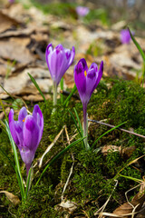 Close up of a woodland crocus, crocus tommasinianus, flower emerging into bloom