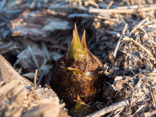 地面から顔を出したタケノコ