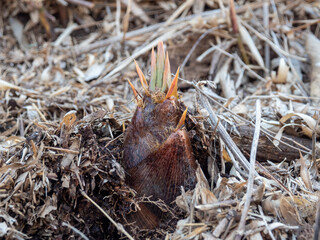 地面から顔を出したタケノコ