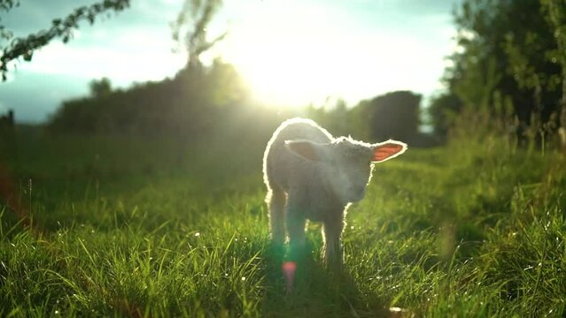 Baby lamb running towards camera