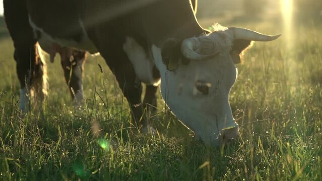 Cow eating grass at sunrise