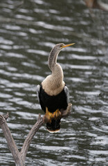 Vertical shot of an Anhinga perched on a tree branch above the lake