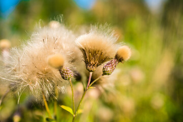 fluffy wild flower