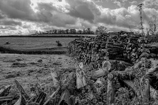 Tas dce bois dans le champs