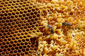 Bees working on honey cells. Close up macro. World Bee Day. Copy paste. Space for text - obrazy, fototapety, plakaty