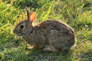 Beautiful shot of a swamp rabbit sitting on a grass