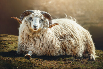 Portrait of a sheep looking at camera and resting in the sun lying on the grass on a beautiful spring day 