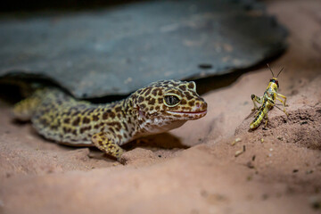 Closeup of a leopard gecko lizard getting ready to attack a grasshopper