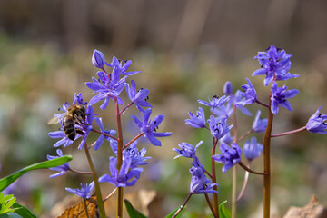 honey bee collects nectar and pollen from the blue slightly wilted flower Scilla bifolia, alpine squill or two-leaf squill. Primrose in early spring