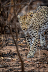 Leopard walking in the African bush.