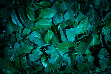 Creative layout made of green leaves. Flat lay. Nature background.